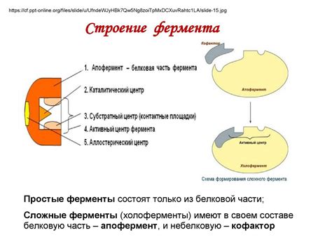 Состав петрификата и его формирование