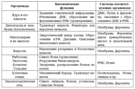 Спицы и их функции