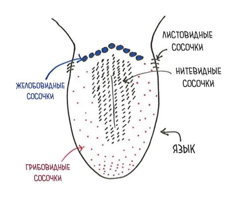 Строение вкусовых сосочков: все, что нужно знать о их составе и структуре