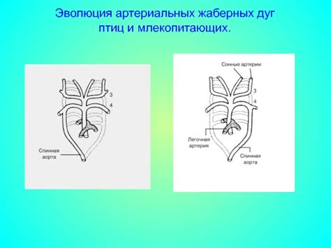 Строение и функции жаберных дуг