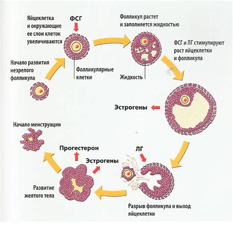 Структурный компонент яичника: роль фолликула