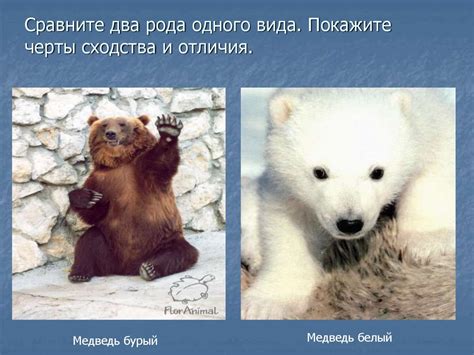 Сходства и отличия внешнего вида и происхождения