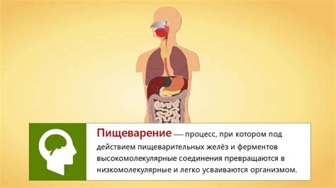 Улучшение пищеварения благодаря лимону и корице