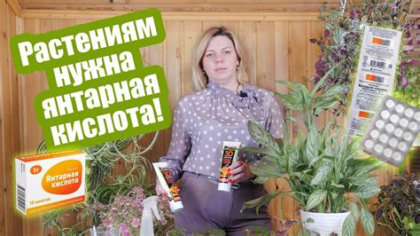 Усиление антиоксидантного эффекта при сочетании янтарной кислоты с растительными экстрактами
