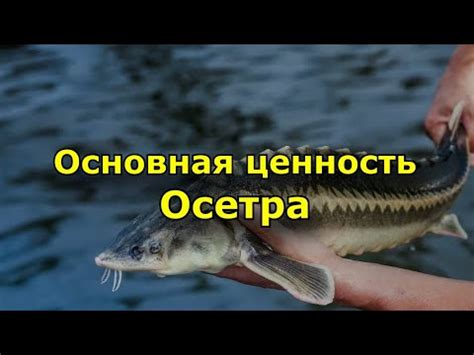 Ценность пищевых свойств внутренностей осетра