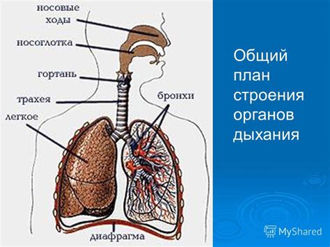 Что такое окаменелости в органах дыхания: разъяснение и основные термины
