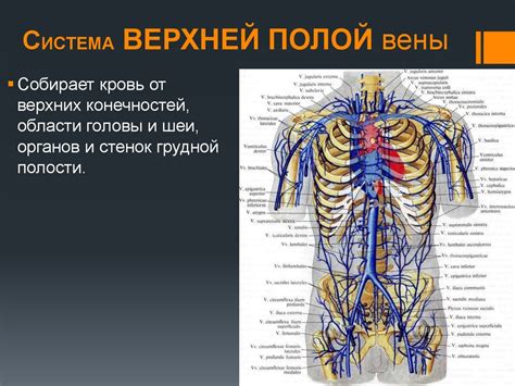  Шаг 3: Процесс создания туловища и ножек
